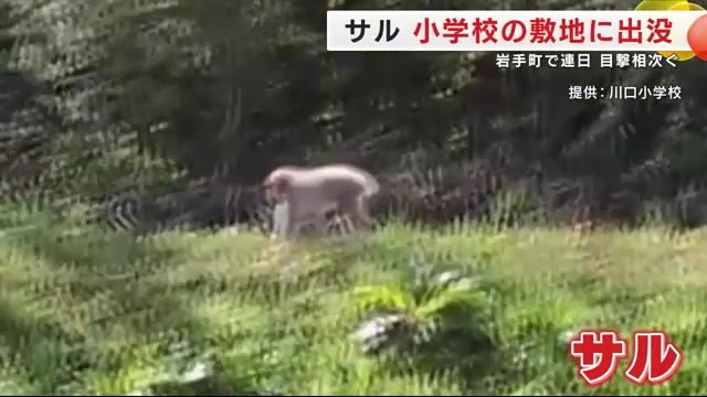 サルが小学校の敷地に出没、運動会の練習にも支障 岩手町で連日 目撃相次ぐ 岩手県（岩手めんこいテレビ） - Yahoo!ニュース - Yahoo!ニュース