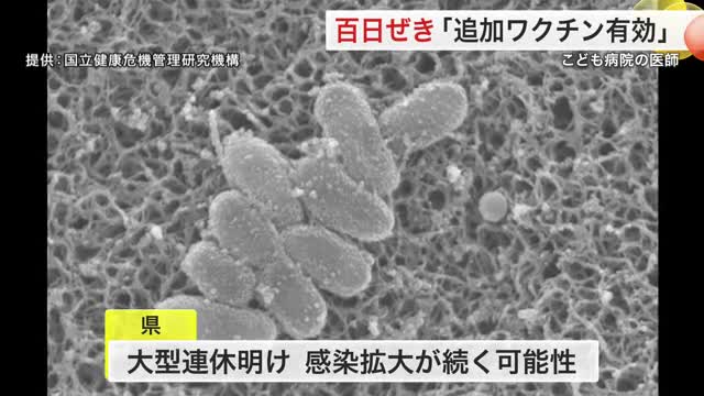 医師「追加ワクチンが有効」 百日咳が宮城県でも急増 すでに去年の１０倍超に（仙台放送） - Yahoo!ニュース - Yahoo!ニュース