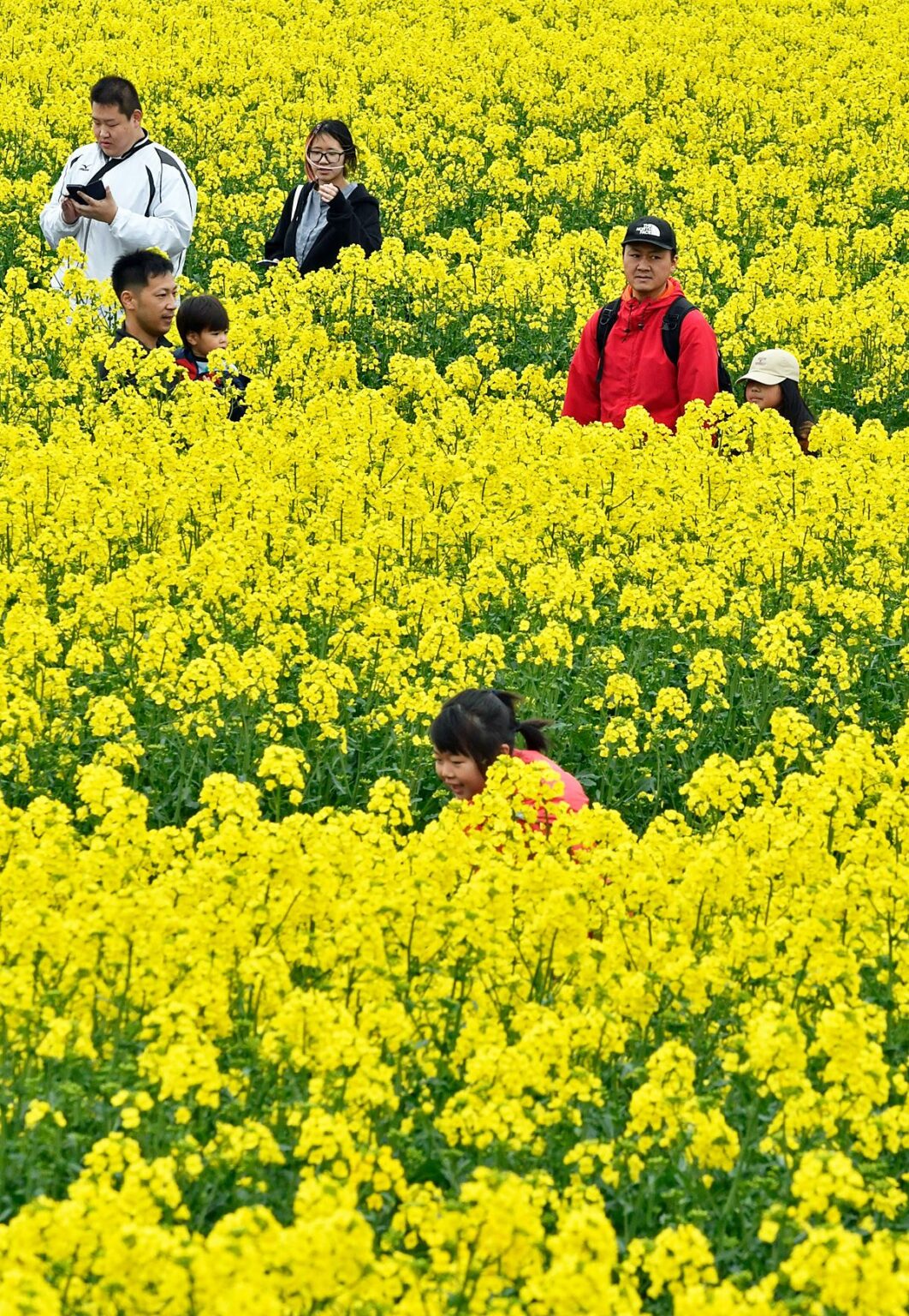 「黄色のじゅうたん」どこまでも 青森県横浜町で菜の花フェスティバル（Web東奥） - Yahoo!ニュース - Yahoo!ニュース