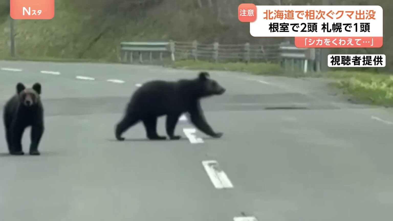 北海道でクマ出没相次ぐ　根室で道路を歩くヒグマ2頭撮影　札幌ではヒグマ1頭を駆除（TBS NEWS DIG Powered by JNN）