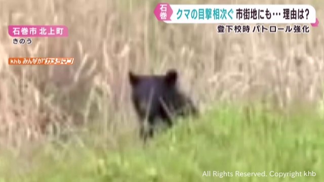 宮城・石巻市でクマの目撃相次ぐ 警察などがパトロールを強化（khb東日本放送） - Yahoo!ニュース - Yahoo!ニュース