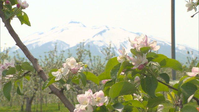 【暑さ】青森県内で季節外れの「29.4℃」 りんご園では“こまめな水分補給”、公園では半袖で遊ぶ子どもたちが… この先1週間は平年より高温で熱中症に注意（青森放送） - Yahoo!ニュース - Yahoo!ニュース