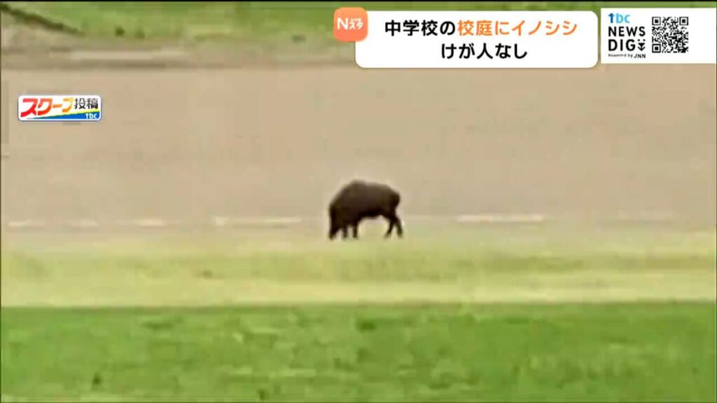 中学校の校庭にイノシシ登場 校庭やトラックを走る姿をカメラ捉える 宮城・大衡村（tbc東北放送） - Yahoo!ニュース - Yahoo!ニュース