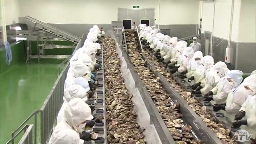 約20億円かけ建設の青森県内最大規模の新たな「ホタテ加工場」1日に加工できるホタテはこれまでの3倍 全体の8割超は海外市場向け 各国の衛生基準をクリアしてさらなる販路拡大へ（ＡＴＶ青森テレビ） - Yahoo!ニュース - Yahoo!ニュース