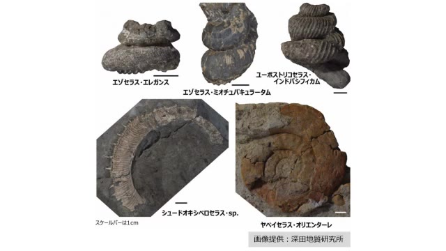 体験発掘から県内初の種のアンモナイトを発見！歴史のさらなる解明に一歩＜福島県＞（福島テレビ） - Yahoo!ニュース - Yahoo!ニュース