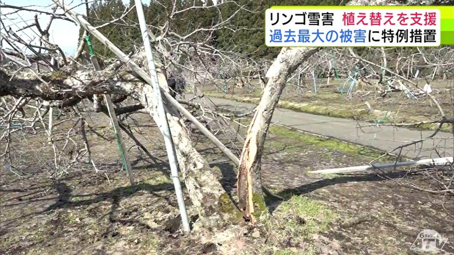 「大規模農家から個人の農家にとってもいい支援の内容」“豪雪”で過去最大の被害受けた青森県のリンゴ産業 国が支援策まとめる 樹を植え替える「改植」で『同一品種』や『一本単位』なども支援対象に（ＡＴＶ青森テレビ） - Yahoo!ニュース - Yahoo!ニュース