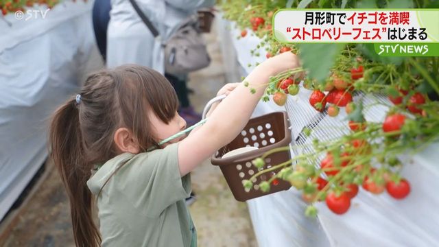 ストロベリーフェスティバル イチゴ狩りにパフェづくりも 北海道月形町で６月中旬まで開催（STVニュース北海道） - Yahoo!ニュース - Yahoo!ニュース