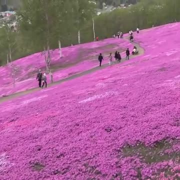 約10万平方メートルの丘が一面ピンク…「芝ざくら滝上公園」でシバザクラ満開_”どこまでもドア”が記念撮影の新スポットに〈北海道・滝上町〉（北海道ニュースUHB） - Yahoo!ニュース - Yahoo!ニュース