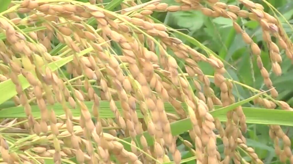 3年契約でコメを買い取る仕組みを導入…ＪＡ全農いわてが集荷力強化へ 岩手県（岩手めんこいテレビ） - Yahoo!ニュース - Yahoo!ニュース