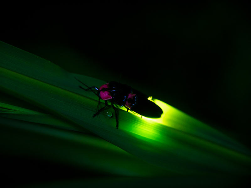 ウェザーニュース