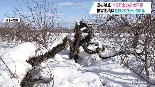 【りんご】苗木15万本が“不足”する！？大雪による被害は青森県全体の「約3割」と判明 販売額への影響は52億円か 青森県（青森放送） - Yahoo!ニュース - Yahoo!ニュース