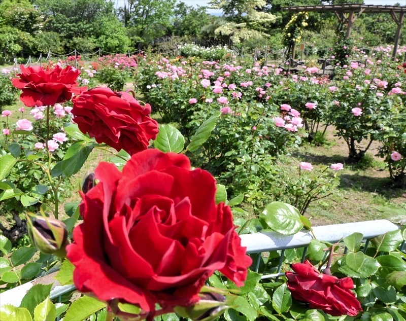 ４００株のバラ見頃 福島県いわき市のフラワーセンター 色とりどりの花咲かす（福島民報） - Yahoo!ニュース - Yahoo!ニュース
