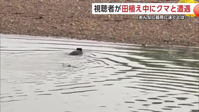 「あんなに器用に泳ぐとは」 田植え中の視聴者、川を泳いで渡るクマに遭遇 秋田・由利本荘市（秋田テレビ） - Yahoo!ニュース - Yahoo!ニュース