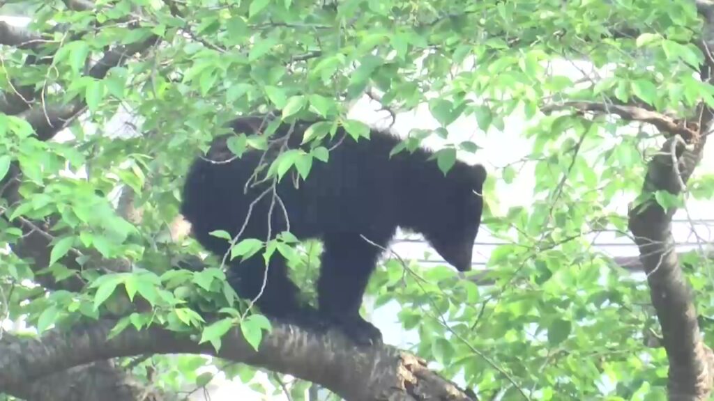 クマの目撃219件 岩手県内で4月としては過去最多 人への被害も倍増傾向に（岩手めんこいテレビ） - Yahoo!ニュース - Yahoo!ニュース