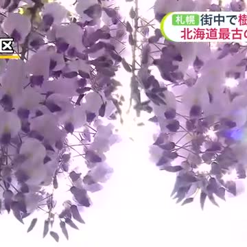 【北海道最古のフジの花】札幌市の街中で樹齢200年以上の“天神藤”が見ごろ！週末のお出かけ日和は？【北海道の天気 23日(金)】（北海道ニュースUHB） - Yahoo!ニュース - Yahoo!ニュース