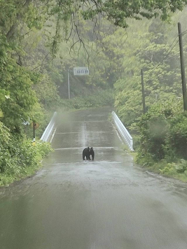 道路上で“微動だにせず” 三厩地区で体長1メートルほどのクマ目撃で猟友会にパトロール依頼 青森県外ヶ浜町（青森放送） - Yahoo!ニュース - Yahoo!ニュース