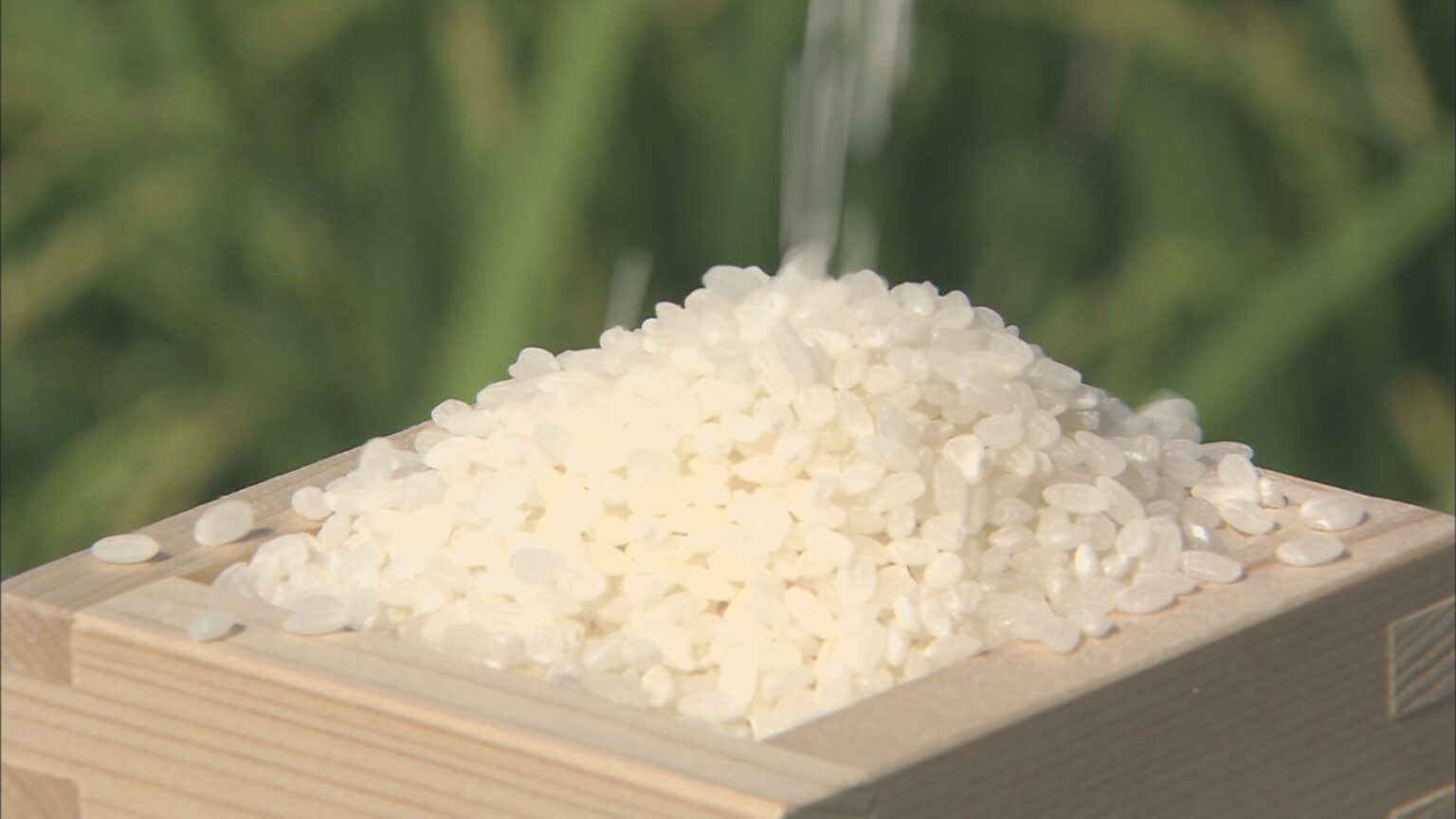 【速報】コメの平均価格5キロ4285円 2週連続の値上がり 過去最高値を更新（TBS NEWS DIG Powered by JNN）