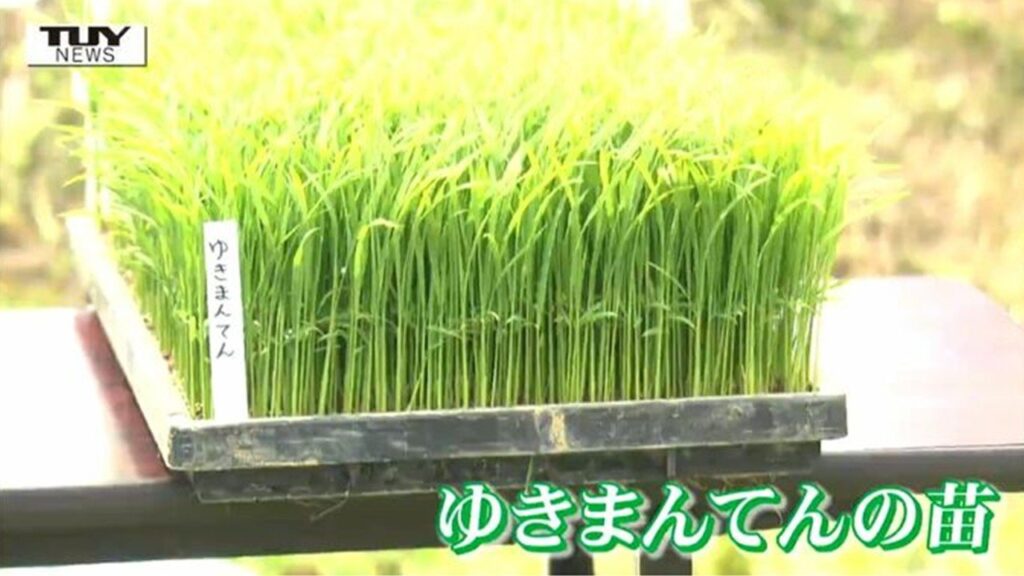 山形県のコメの新品種 "ゆきまんてん" の苗が初お披露目　児童が知事と一緒に現役ブランド米 "つや姫" と "雪若丸" の田植えにも挑戦（山形）（テレビユー山形）