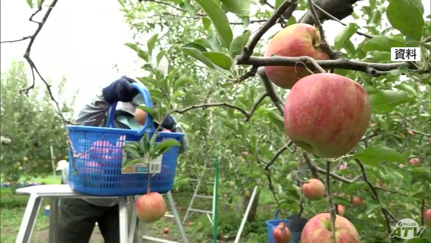 初の2年連続で40万トン割れ 2024年産の青森県産リンゴの収穫量“過去3番目の少なさ”に 23年の記録的な猛暑が要因か（ＡＴＶ青森テレビ） - Yahoo!ニュース - Yahoo!ニュース