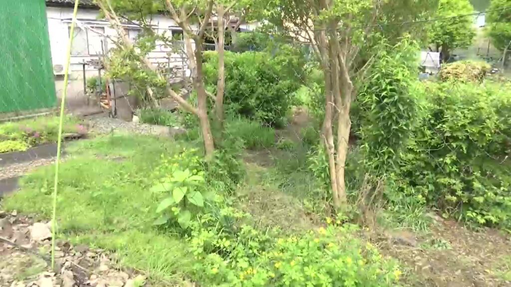 突然シカに全身を複数回蹴られ農作業中の男性がけが 専門家「子ジカに危険が迫ると察知し攻撃してくる」 岩手県釜石市（岩手めんこいテレビ） - Yahoo!ニュース - Yahoo!ニュース