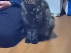 妻に叱られ反省中の夫、すると隣にいた猫まで…… 「なんで？」まさかの表情に「腹抱えて笑った」と510万再生 - BIGLOBEニュース