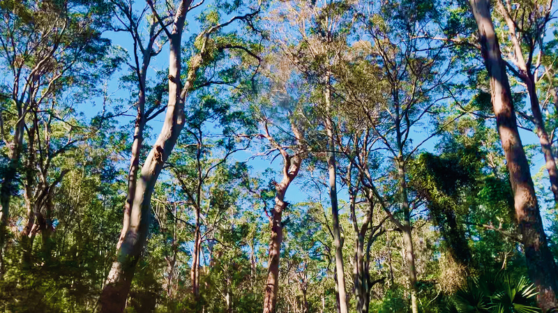 スクリーンショット 2025-05-11 4.51.40