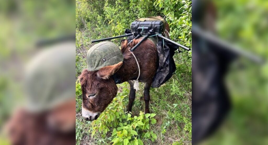 ロシア軍は明らかにモバイル電子戦駅としてヘルメットにロバを配備しているようです