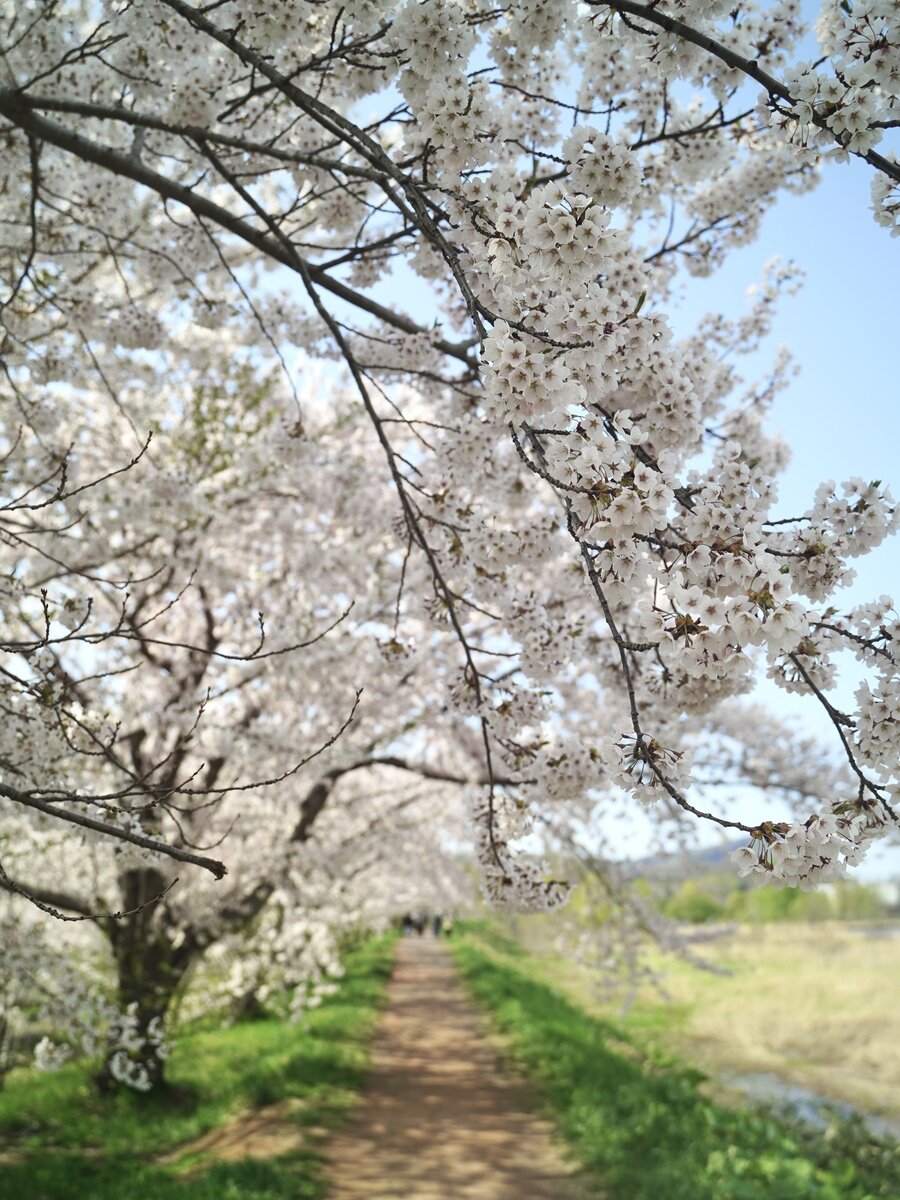 余市桜⑧.jpg
