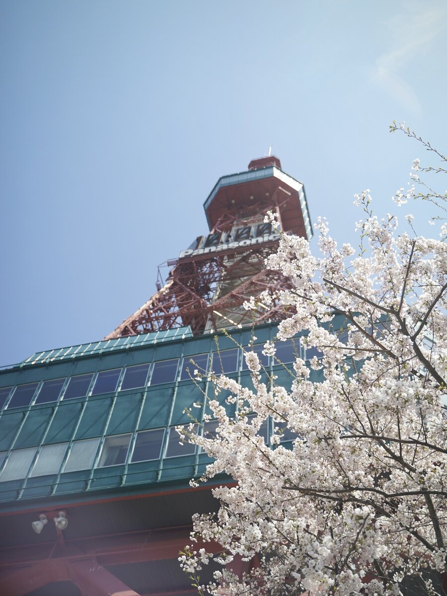 札幌桜①.jpg