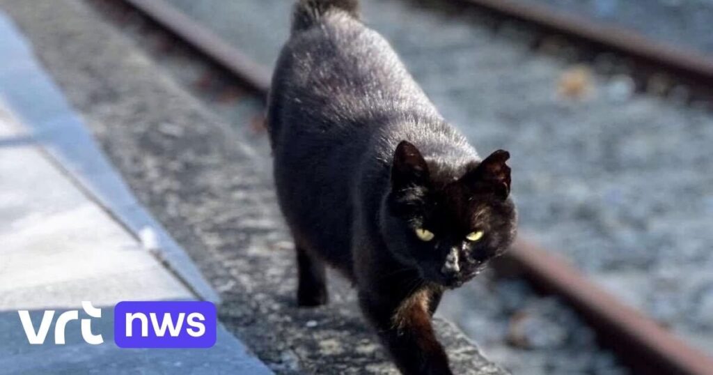不足しているキャットジョスケは、ルーベンの駅で独自の壁画を手に入れますか？ 「彼女はスタッフの訓練でさえ言及されました」| VRT NWS：ニュース