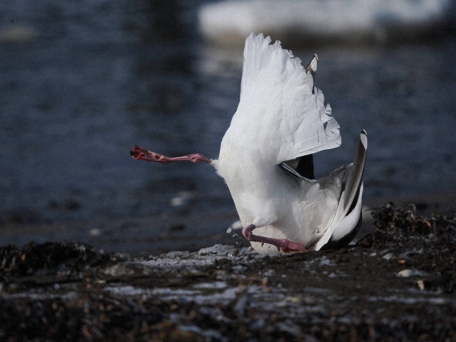 海鳥、アザラシ、ラッコが大量死、異常行動 北海道東部の異変（毎日新聞） - Yahoo!ニュース