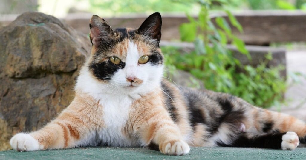 三毛猫「3色の謎」解決 九州大など、黒・茶色決める遺伝子発見