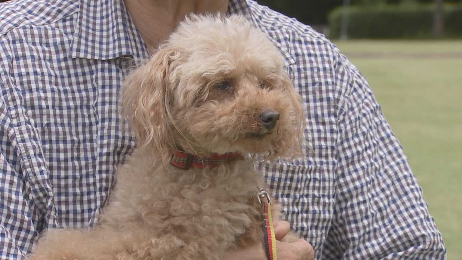 トイプードル警察犬「エリー」行方不明の女性発見に貢献 追いかけるのは警察犬の母「アンズ」の背中 茨城・大子町