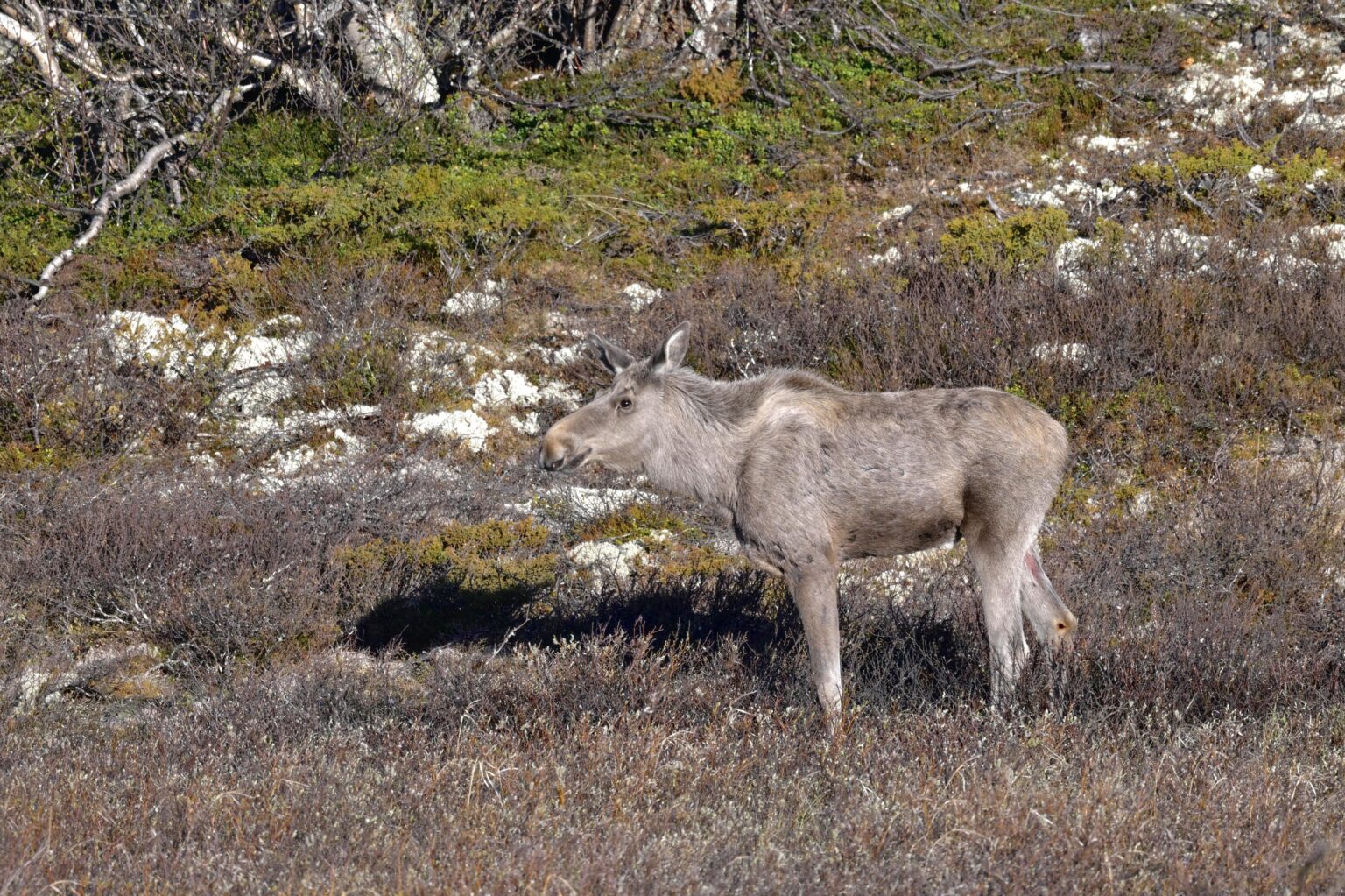 Dovrefjellでの早朝の報酬