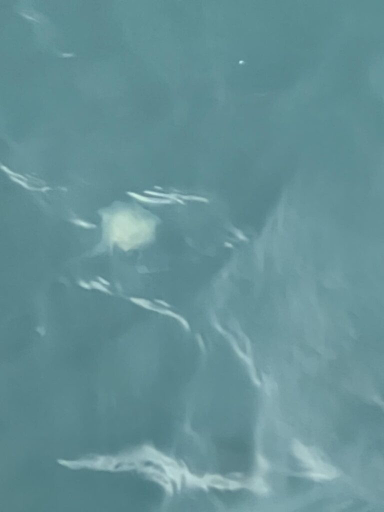 クラゲ、今日スウェーデン出身