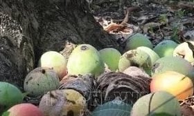 Vietnam.vn - Nền tảng quảng bá Việt Nam