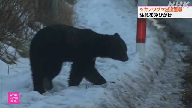 秋田県 ツキノワグマ出没警報 “５月末までクマに警戒を”｜NHK 秋田県のニュース