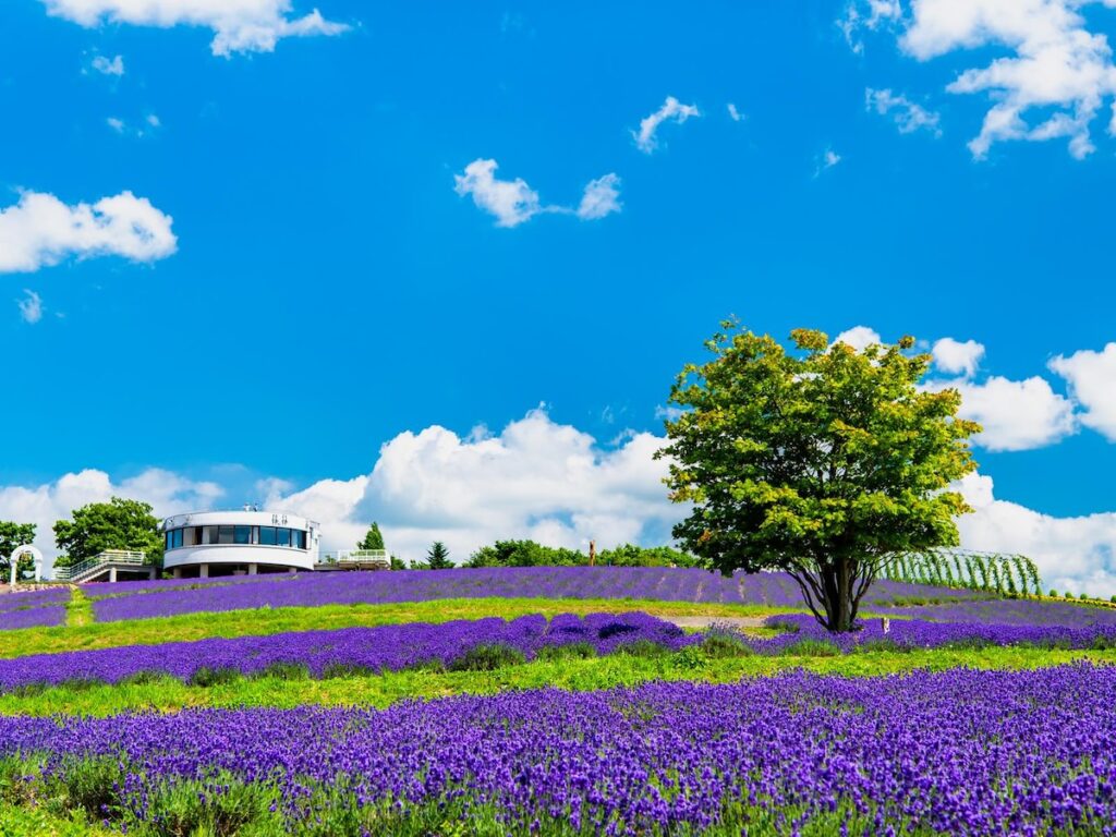 好きな「ラベンダーの名所」ランキング！ 北海道「日の出公園ラベンダー園」を抑えた1位は？ - All About ニュース