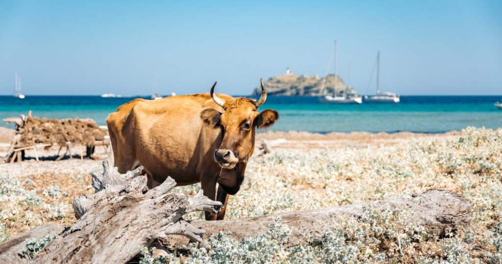 波にさらわれ18キロ流された牛が無事生還。壊滅的な洪水の中で希望の光（オーストラリア） | ハフポスト WORLD