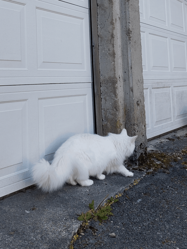 なぜあなたの猫はとてもふわふわしているのですか？