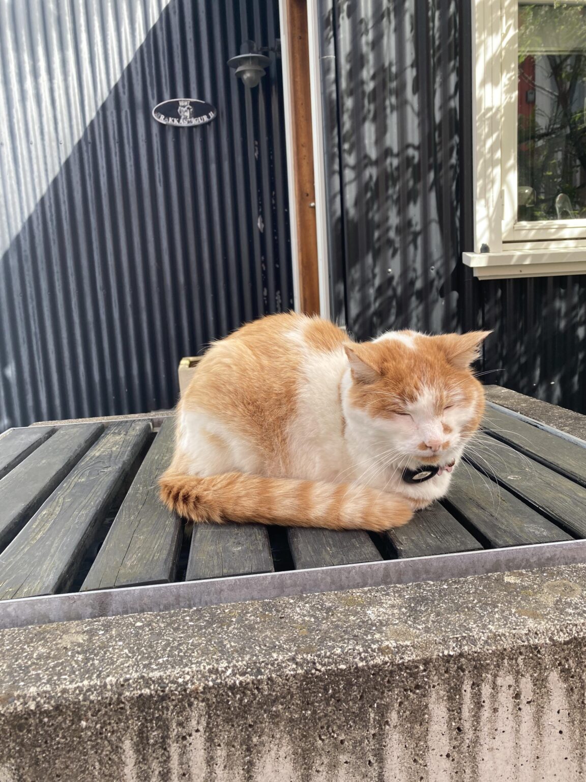 今日は猫が施行されています！