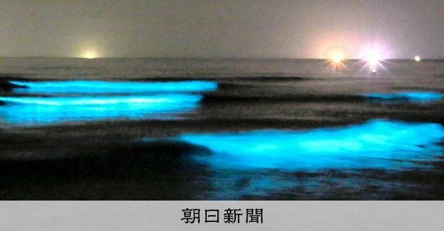 打ち寄せる幻想的な青白い光 海岸で夜光虫が大量発生 鳥取県岩美町