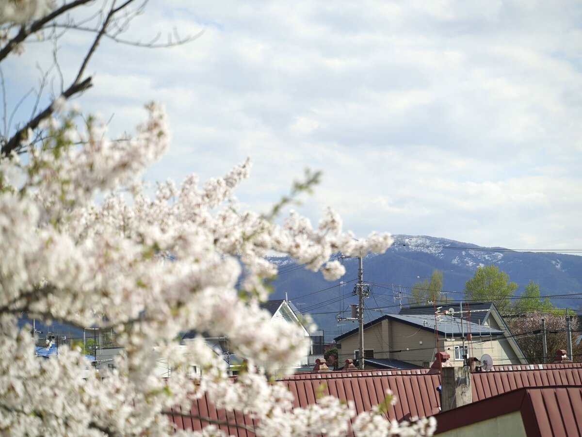 余市桜⑤.jpg