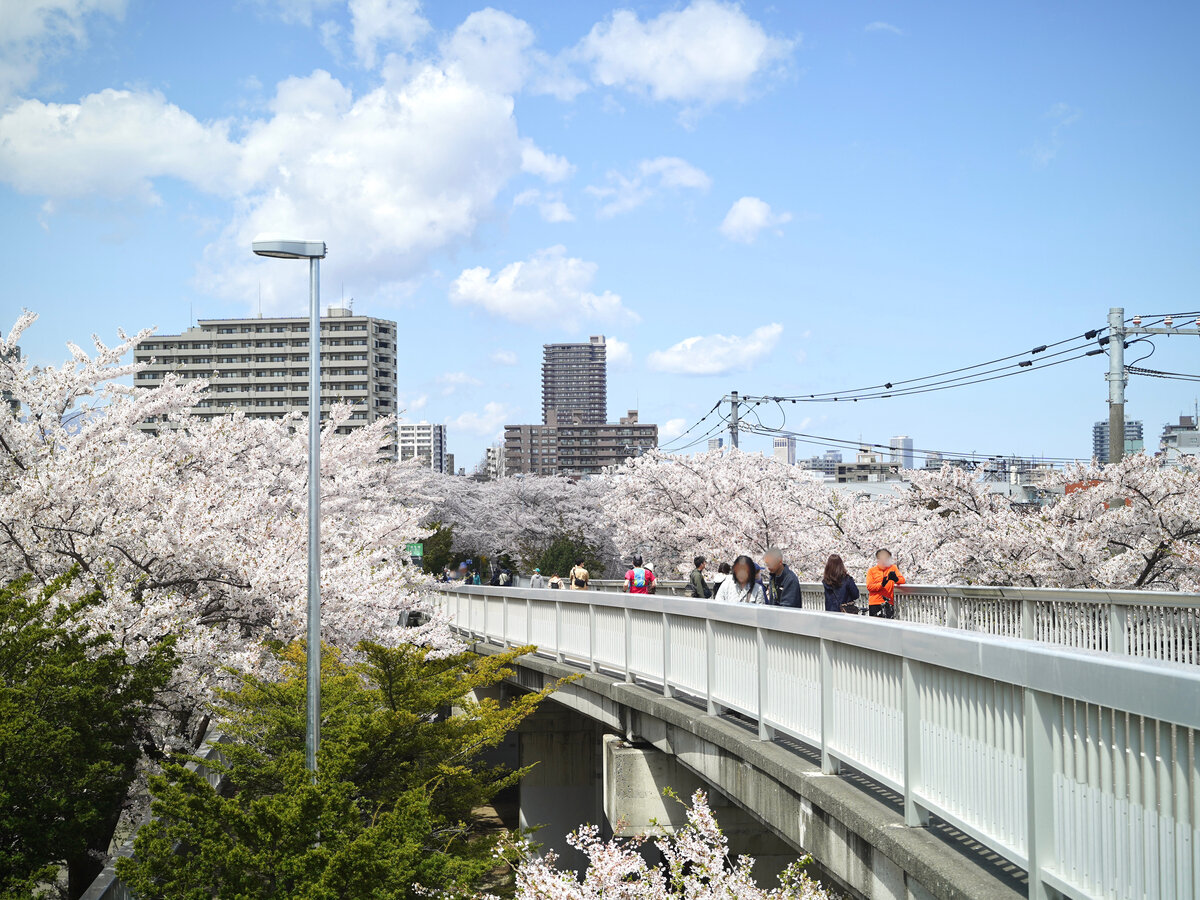 札幌桜⑦.JPG