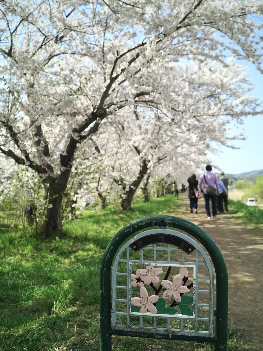 余市桜②.jpg