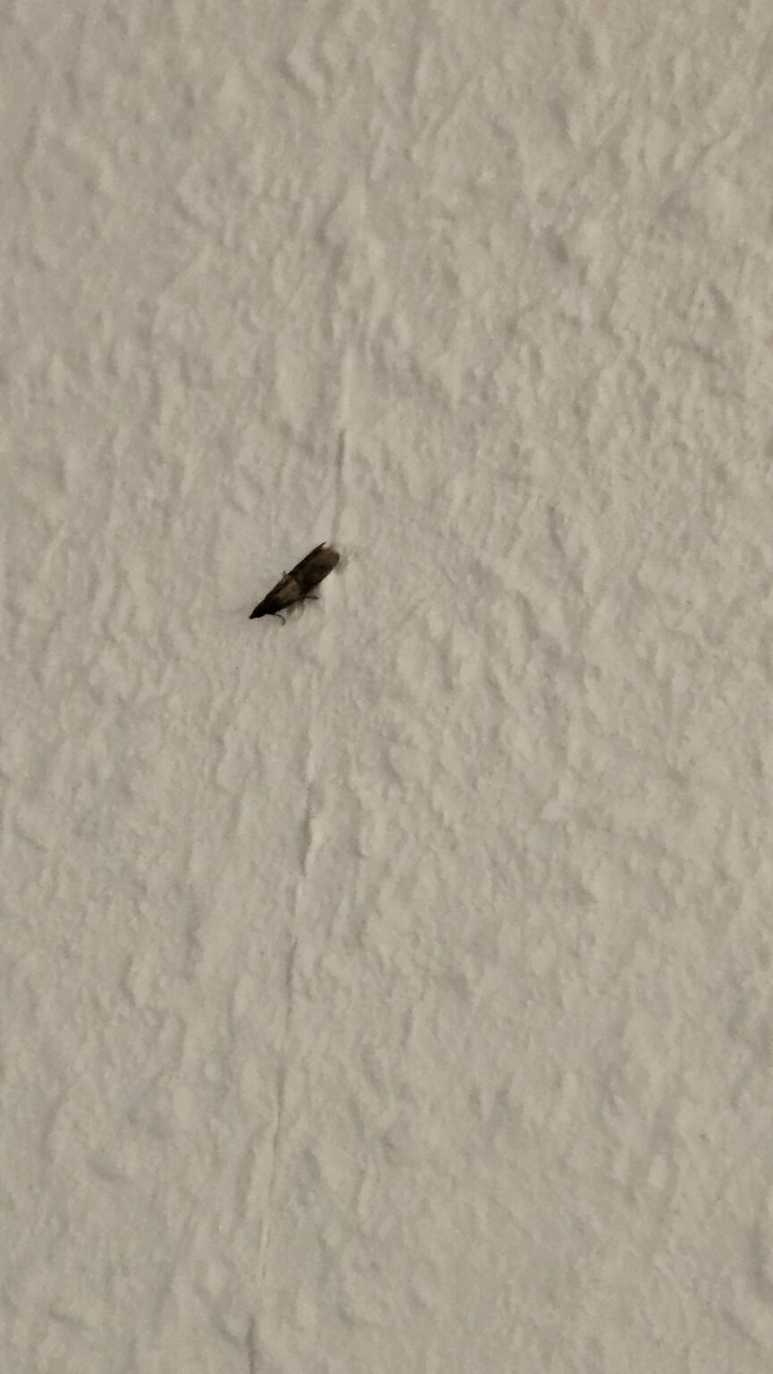不浄なパントリーのmoth