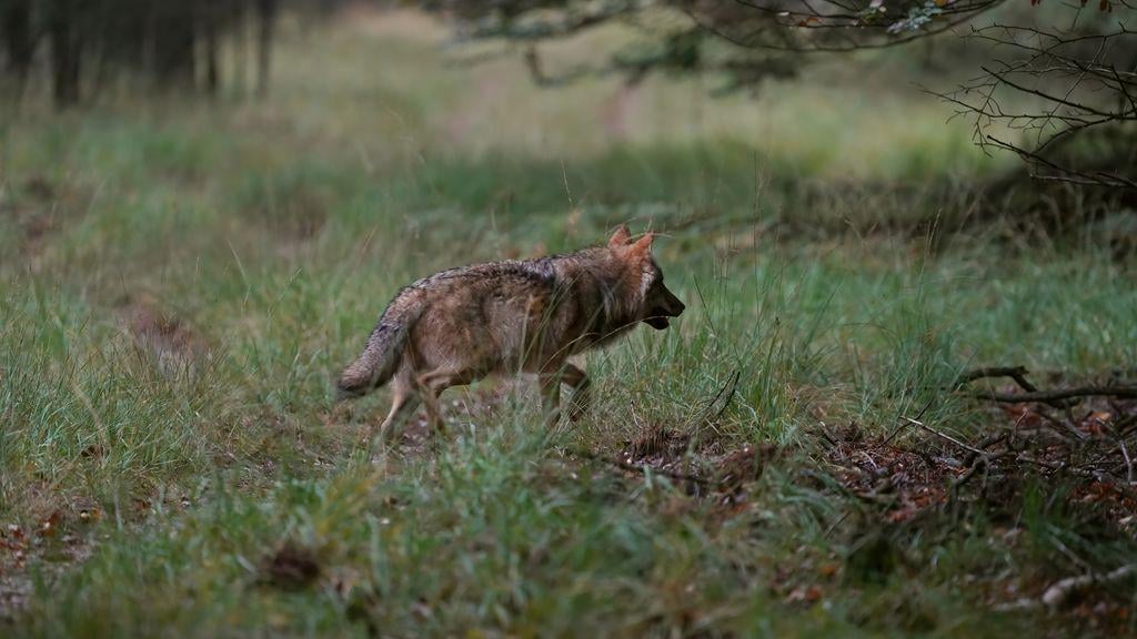 ゲルダーランドは、ランナーへの攻撃後にオオカミを撃つために緑色の光を与えます