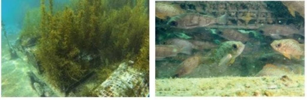 東京ガス、JF全漁連らと福島県沿岸の海洋環境保全に関する協定書を締結　藻場育成を活用 (2025年5月16日) - エキサイトニュース