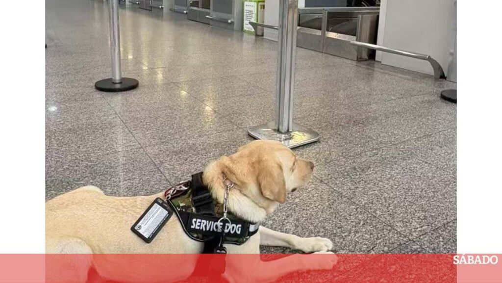 タップで旅行するのを妨げられた犬の不思議なケース