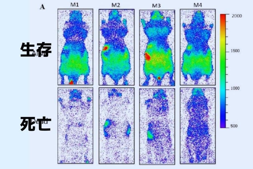 あらゆる生命は生きているうちは光を発しているが、死ぬと消えてしまう。ノーモララーの頭が光り輝いてるのは生命力の証